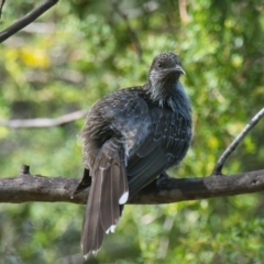 Anthochaera chrysoptera (Little Wattlebird) at Wallum - 18 Mar 2024 by macmad