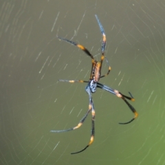 Trichonephila plumipes (Humped golden orb weaver) at Brunswick Heads, NSW - 18 Mar 2024 by macmad