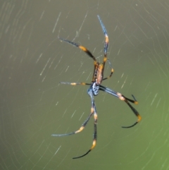 Nephila plumipes (Humped golden orb-weaver) at Brunswick Heads, NSW - 18 Mar 2024 by macmad