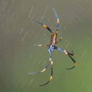 Nephila plumipes at Brunswick Heads, NSW - 18 Mar 2024