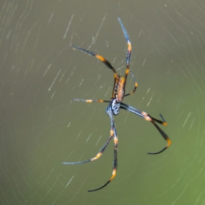 Nephila plumipes (Humped golden orb-weaver) at Brunswick Heads, NSW - 17 Mar 2024 by macmad