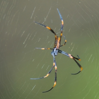 Nephila plumipes (Humped golden orb-weaver) at Brunswick Heads, NSW - 18 Mar 2024 by macmad