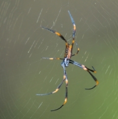 Nephila plumipes (Humped golden orb-weaver) at Brunswick Heads, NSW - 17 Mar 2024 by macmad