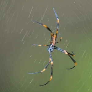 Nephila plumipes (Humped golden orb-weaver) at Brunswick Heads, NSW by macmad