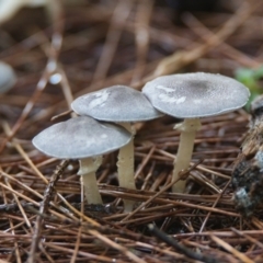 Lepiota s.l. at Wallum - 18 Mar 2024 by macmad