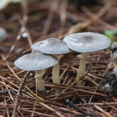 Lepiota s.l. at Wallum - 18 Mar 2024 by macmad