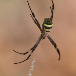 Argiope keyserlingi at Brunswick Heads, NSW - 18 Mar 2024