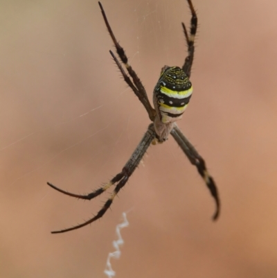 Argiope keyserlingi (St Andrew's Cross Spider) at Brunswick Heads, NSW - 17 Mar 2024 by macmad