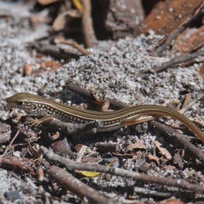 Ctenotus robustus (Robust Striped-skink) at Brunswick Heads, NSW - 18 Mar 2024 by macmad