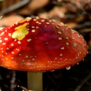 Amanita muscaria at ANBG - 26 Apr 2024