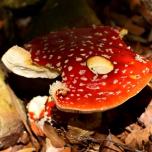 Amanita muscaria at ANBG - 26 Apr 2024