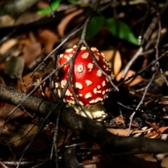 Amanita muscaria at ANBG - 26 Apr 2024