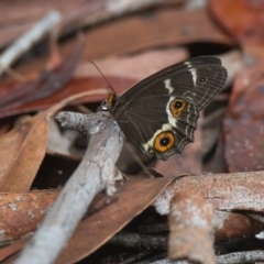 Unidentified Butterfly (Lepidoptera, Rhopalocera) at Wallum - 19 Mar 2024 by macmad