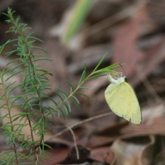 Eurema sp. (Genus) (Grass Yellow Butterflies) at Wallum - 19 Mar 2024 by macmad