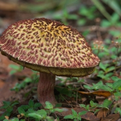 Unidentified Fungus at Wallum - 19 Mar 2024 by macmad