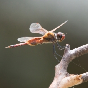 Tramea loewii at Wallum - 19 Mar 2024 12:06 PM