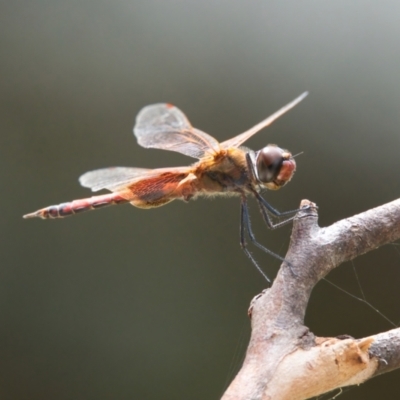 Tramea loewii (Common Glider) at Brunswick Heads, NSW - 19 Mar 2024 by macmad