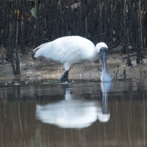 Platalea regia at Brunswick Heads, NSW - 19 Mar 2024 12:10 PM