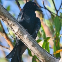 Dicrurus bracteatus (Spangled Drongo) at Brunswick Heads, NSW - 19 Mar 2024 by macmad