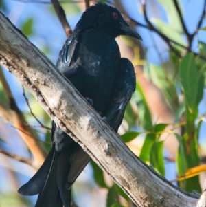 Dicrurus bracteatus (Spangled Drongo) at Wallum by macmad