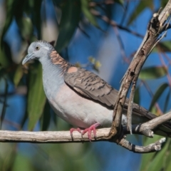 Geopelia humeralis (Bar-shouldered Dove) at Brunswick Heads, NSW - 19 Mar 2024 by macmad