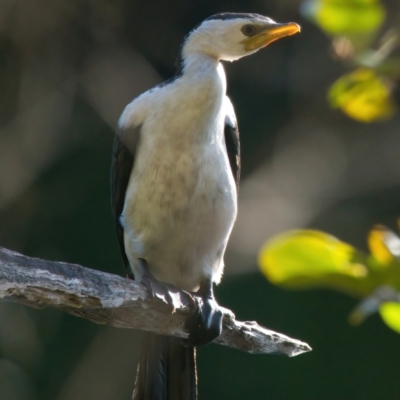 Microcarbo melanoleucos (Little Pied Cormorant) at Brunswick Heads, NSW - 20 Mar 2024 by macmad