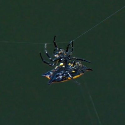 Gasteracanatha quadrispinosa (Four-spined Jewel Spider) at Brunswick Heads, NSW - 20 Mar 2024 by macmad