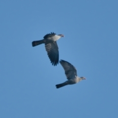 Lopholaimus antarcticus (Topknot Pigeon) at Brunswick Heads, NSW - 19 Mar 2024 by macmad