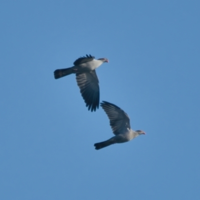 Lopholaimus antarcticus (Topknot Pigeon) at Brunswick Heads, NSW - 20 Mar 2024 by macmad