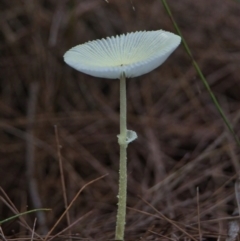 Lepiota s.l. at Brunswick Heads, NSW - 20 Mar 2024 by macmad