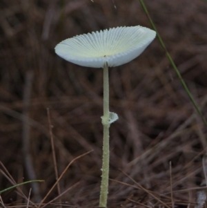 Lepiota s.l. at Brunswick Heads, NSW - 20 Mar 2024