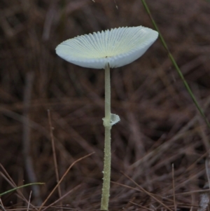 Lepiota s.l. at Brunswick Heads, NSW - 20 Mar 2024 08:32 AM