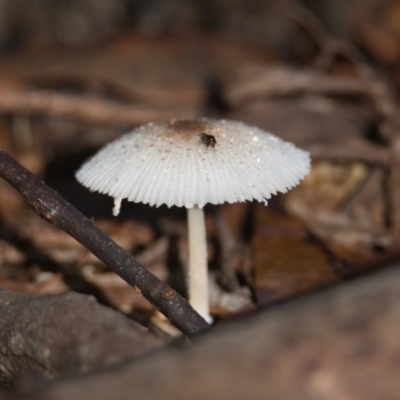 Lepiota s.l. at Brunswick Heads, NSW - 19 Mar 2024 by macmad