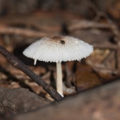 Unidentified Fungus at Brunswick Heads, NSW - 19 Mar 2024 by macmad