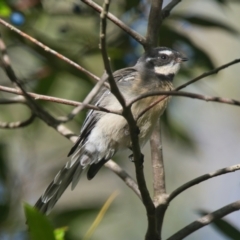 Rhipidura albiscapa (Grey Fantail) at Wallum - 20 Mar 2024 by macmad