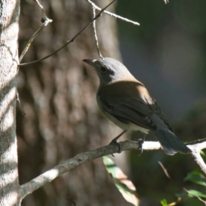 Colluricincla harmonica at Wallum - 20 Mar 2024 08:59 AM