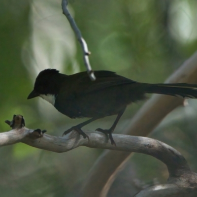 Psophodes olivaceus (Eastern Whipbird) at Brunswick Heads, NSW - 19 Mar 2024 by macmad