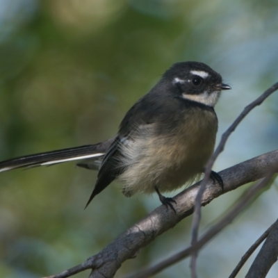 Rhipidura albiscapa (Grey Fantail) at Wallum - 19 Mar 2024 by macmad