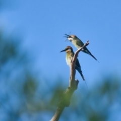 Merops ornatus (Rainbow Bee-eater) at Wallum - 20 Mar 2024 by macmad