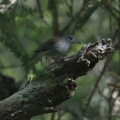 Colluricincla harmonica (Grey Shrikethrush) at Wallum - 20 Mar 2024 by macmad