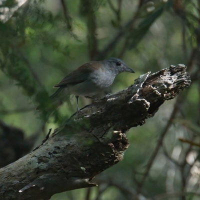 Colluricincla harmonica (Grey Shrikethrush) at Brunswick Heads, NSW - 20 Mar 2024 by macmad