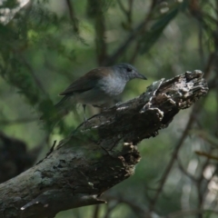 Unidentified Small (Robin, Finch, Thornbill etc) at Brunswick Heads, NSW - 20 Mar 2024 by macmad