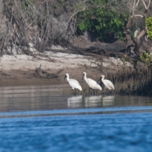 Platalea regia at Brunswick Heads, NSW - 20 Mar 2024 05:10 PM