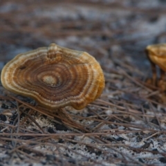 Unidentified Fungus at Wallum - 20 Mar 2024 by macmad