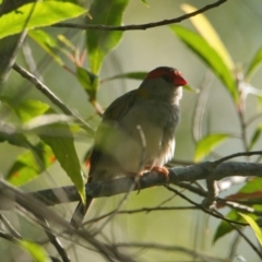 Neochmia temporalis (Red-browed Finch) at Brunswick Heads, NSW - 20 Mar 2024 by macmad