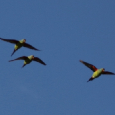 Lathamus discolor (Swift Parrot) at Kambah, ACT - 25 Apr 2024 by RodDeb