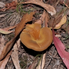 Austropaxillus sp. at Paddys River, ACT - 24 Apr 2024 by TimL