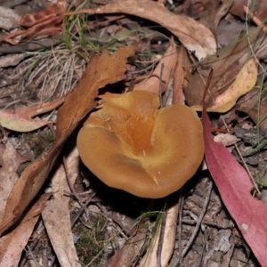 Austropaxillus sp. at Tidbinbilla Nature Reserve - 24 Apr 2024