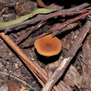 Austropaxillus sp. at Tidbinbilla Nature Reserve - 24 Apr 2024