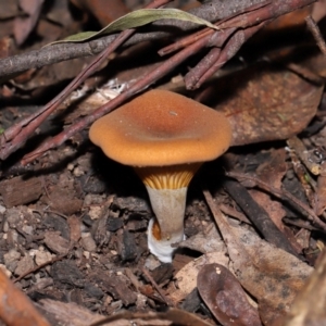 Austropaxillus sp. at Tidbinbilla Nature Reserve - 24 Apr 2024